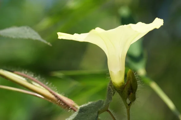 Primo Piano Colore Fiore Che Cresce All Aperto — Foto Stock