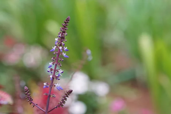 Primer Plano Flores Color Creciendo Aire Libre — Foto de Stock