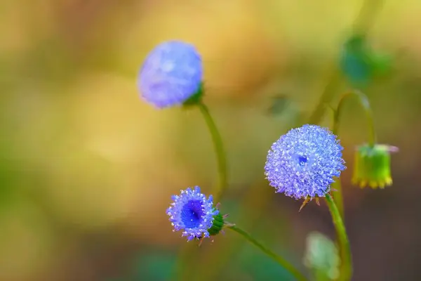 Закрыть Цветные Цветы Растущие Открытым Небом — стоковое фото