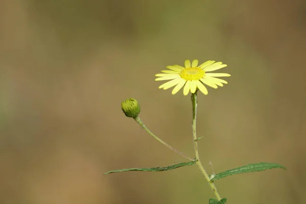 Close Color Flower Growing Outdoor — Stock Photo, Image