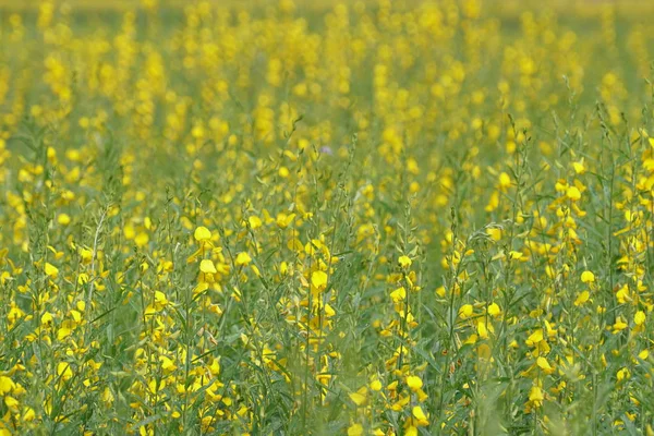 Gros Plan Fleurs Couleur Poussant Plein Air — Photo