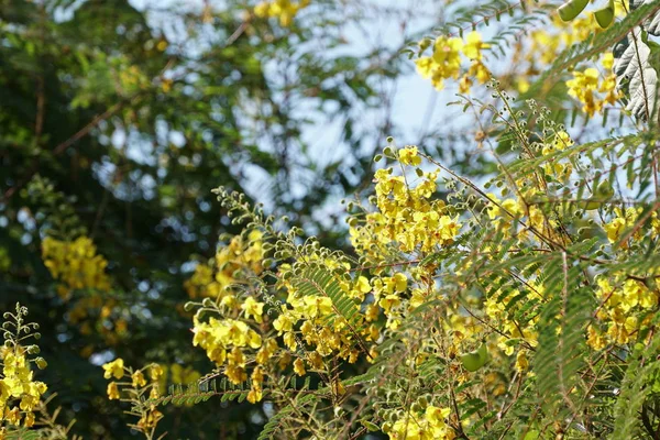 Close Color Flowers Growing Outdoor — Stock Photo, Image