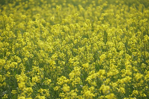 Närbild Färg Blommor Växer Utomhus — Stockfoto