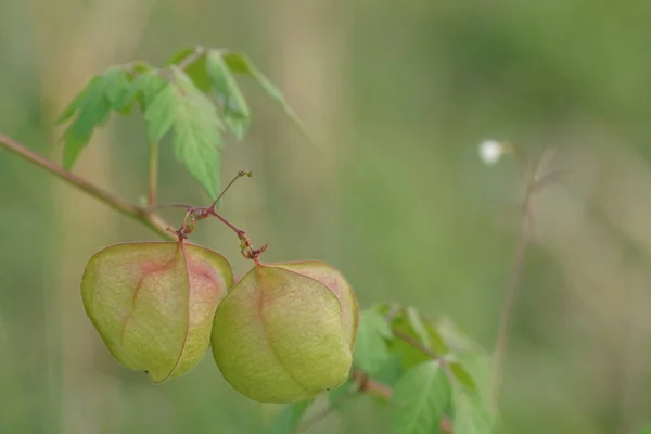 Primer Plano Las Plantas Silvestres Aire Libre Durante Día — Foto de Stock