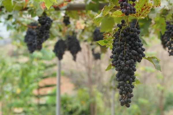 Primer Plano Fruta Fresca Exótica Madurando Rama — Foto de Stock