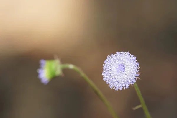 Gros Plan Fleurs Couleur Poussant Plein Air — Photo