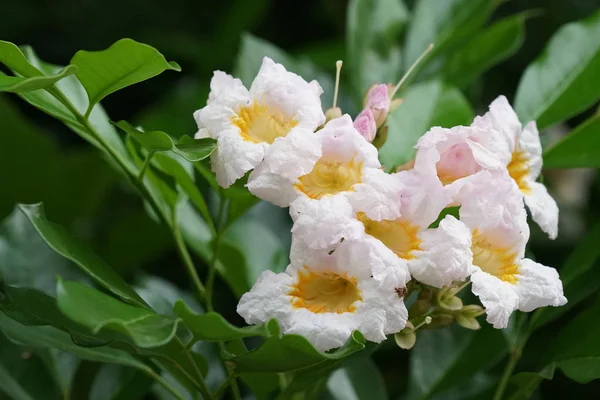 Close Flores Cor Crescendo Livre — Fotografia de Stock