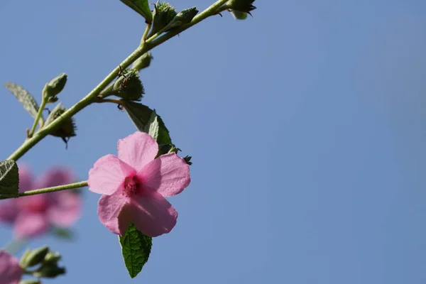Közelről Színes Virágtermesztés Kültéri — Stock Fotó