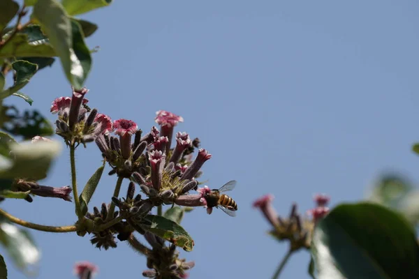 Close Van Kleur Bloemen Groeiende Outdoor — Stockfoto