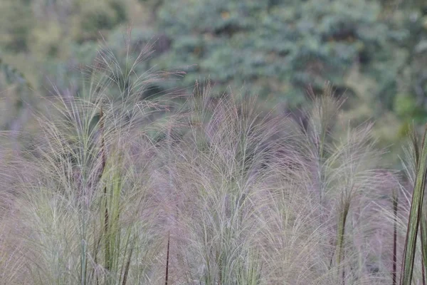 昼間の屋外で野生の植物を閉じる — ストック写真