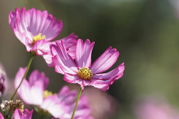 Primo Piano Fiori Colore Che Crescono All Aperto — Foto Stock