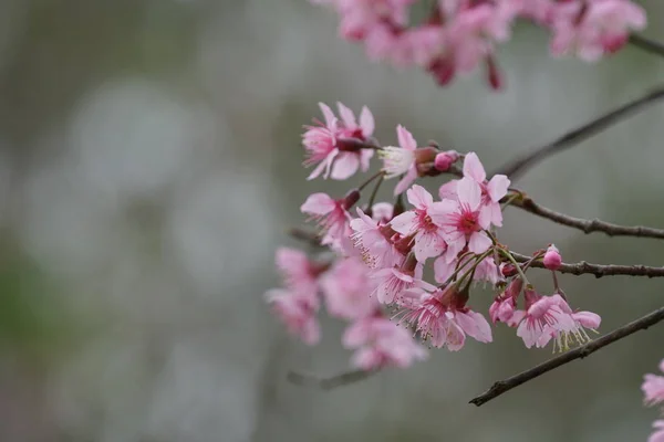 Close Flores Cor Crescendo Livre — Fotografia de Stock