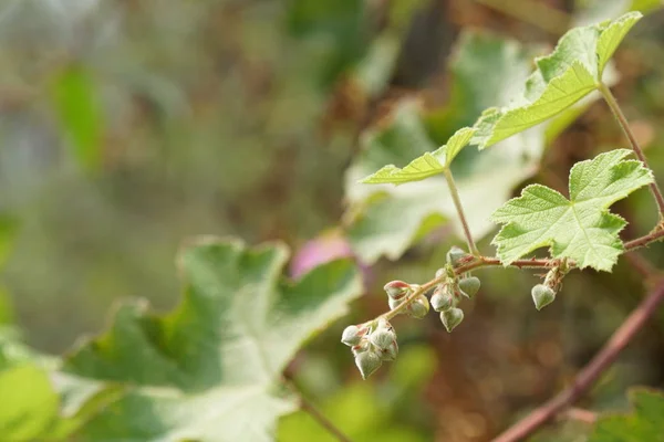 Primer Plano Las Plantas Silvestres Aire Libre Durante Día — Foto de Stock