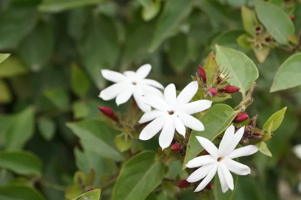 Close Flores Cor Crescendo Livre — Fotografia de Stock