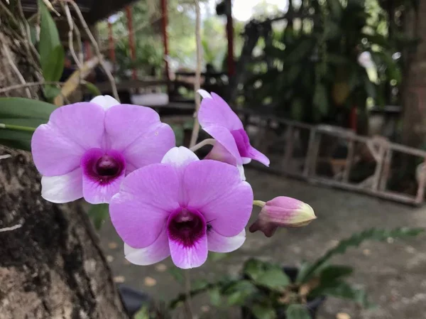 Close Color Flowers Growing Outdoor — Stock Photo, Image