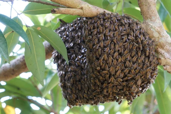 Großaufnahme Von Bienen Auf Bienenstock Sitzend — Stockfoto