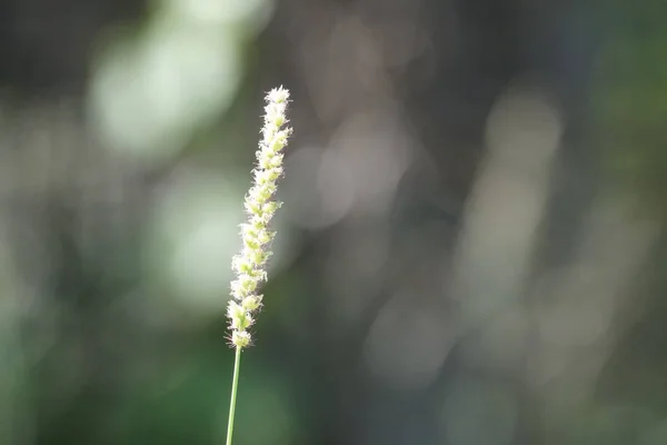 Close Van Wilde Planten Buitenshuis Overdag — Stockfoto