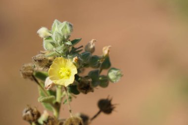 Açık büyüyen renk çiçeği yakın 
