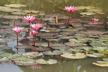 su yüzeyinde su zambak çiçekler yakın 