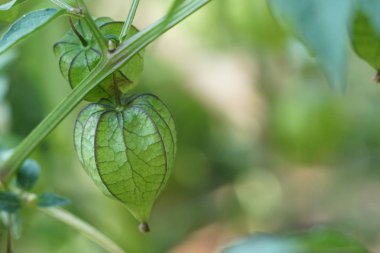 gündüz açık havada büyüyen vahşi bitkilerin yakın 