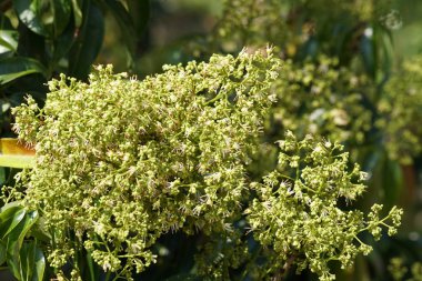 Lychee çiçek veya Litchi chinensis gündüz açık büyüyen