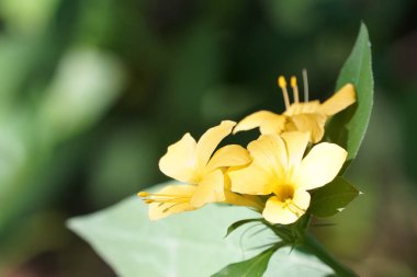 Açık büyüyen renk çiçekler yakın 