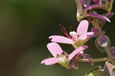 Açık büyüyen renk çiçekler yakın 