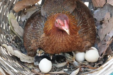 sevimli civciv sadece doğdu, tavuk veya yuvada kuluçka yumurta bakıcısı