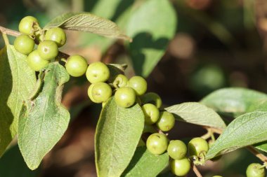 Dalda olgunlaşan taze egzotik meyvelerin yakın plan çekimi.