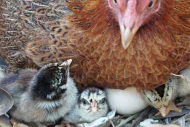 sevimli civciv sadece doğdu, tavuk veya yuvada kuluçka yumurta bakıcısı