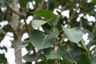 gündüz açık havada büyüyen vahşi bitkilerin yakın 