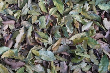 Yere düşen güzel yaprakların yakın plan çekimi