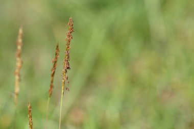 gündüz açık havada büyüyen vahşi bitkilerin yakın 