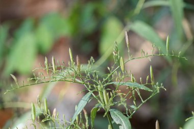 gündüz açık havada büyüyen vahşi bitkilerin yakın 