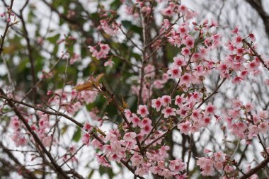 Açık büyüyen renk çiçekler yakın 