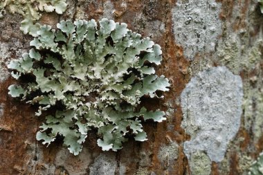 koyu yeşil yosun ile ağaç dalı üzerinde liken