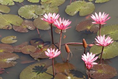 su yüzeyinde su zambak çiçekler yakın 