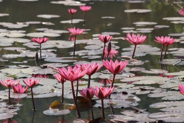 su yüzeyinde su zambak çiçekler yakın 