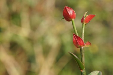 Açık büyüyen renk çiçekler yakın 