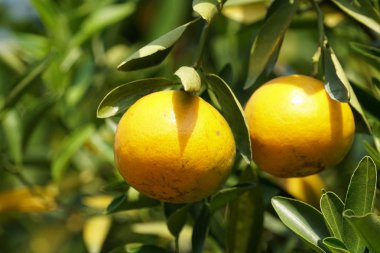 Mandalina portakal veya Mandalina gündüz açık büyüyen