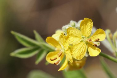 Senna occidentalis veya foseptik lizit gündüz dışarıda büyüyor