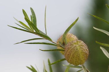 gündüz açık havada büyüyen vahşi bitkilerin yakın 