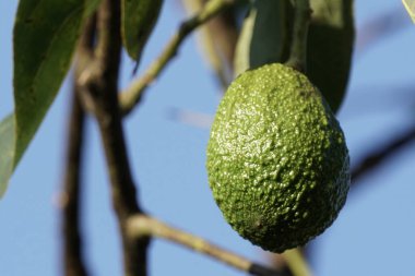 Dalda olgunlaşan taze egzotik meyvelerin yakın plan çekimi.