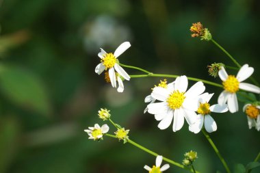 Dilenci-keneler gündüz açık büyüyen
