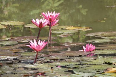 su yüzeyinde su zambak çiçekler yakın 