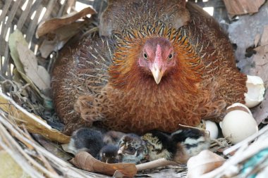 sevimli civciv sadece doğdu, tavuk veya yuvada kuluçka yumurta bakıcısı