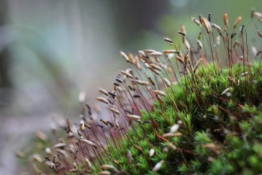 gündüz açık havada büyüyen vahşi bitkilerin yakın 