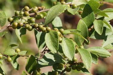 Dalda olgunlaşan taze egzotik meyvelerin yakın plan çekimi.