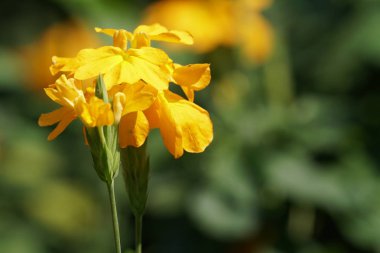 Açık büyüyen renk çiçekler yakın 