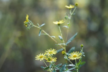 Inula britannica veya İngiliz sarı kafa gündüz açık büyüyen